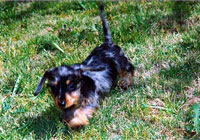 Black and Tan