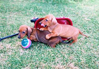 Two Puppies