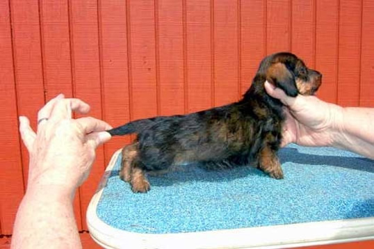 Red Miniature