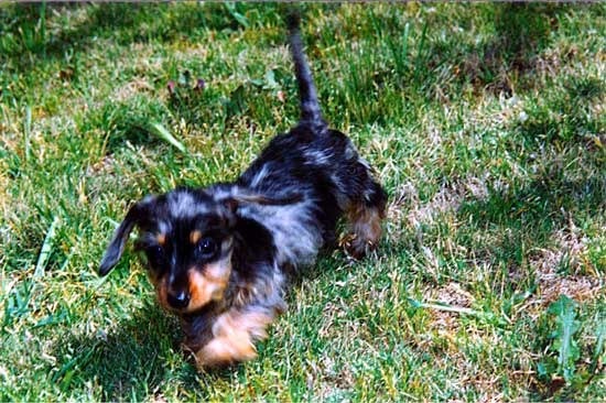 Black and Tan