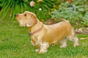 Peanut in Garden