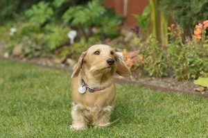 Peanut in Garden