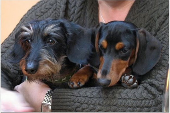 Dink and Dash